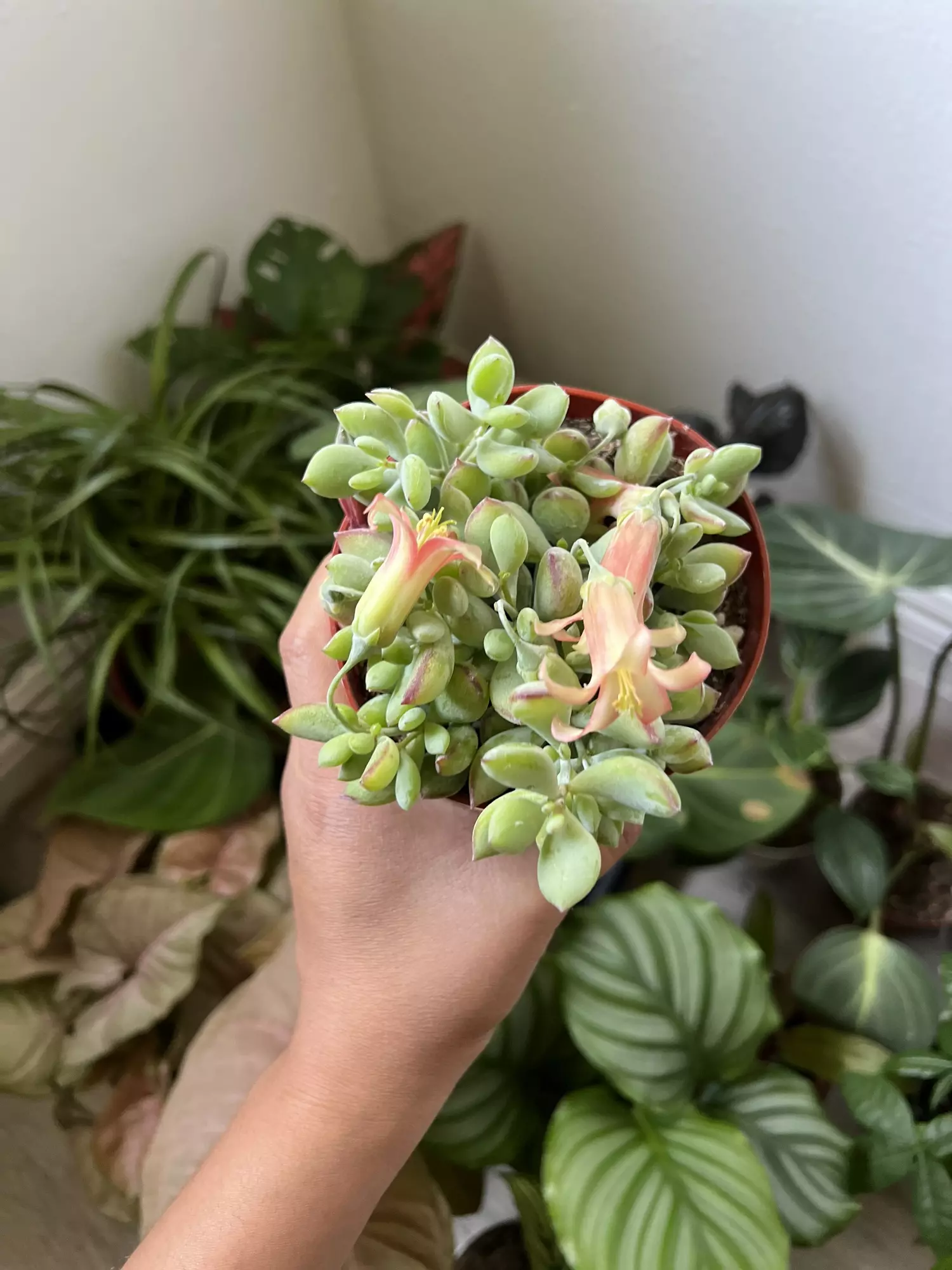 plant/4” Cotyledon Pendis-2