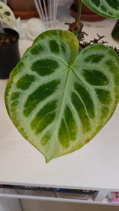 plant/Anthurium silver blush-1-thumbnail