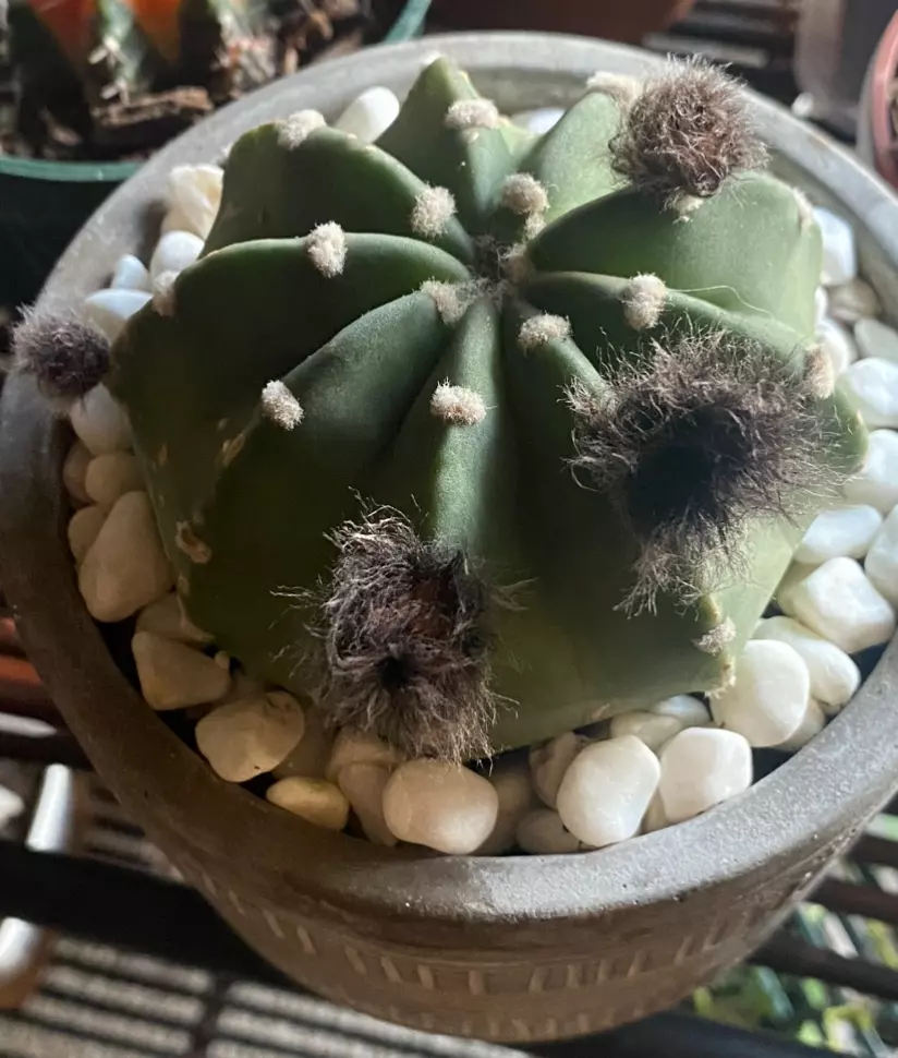 plant/Dominó Cactus-4