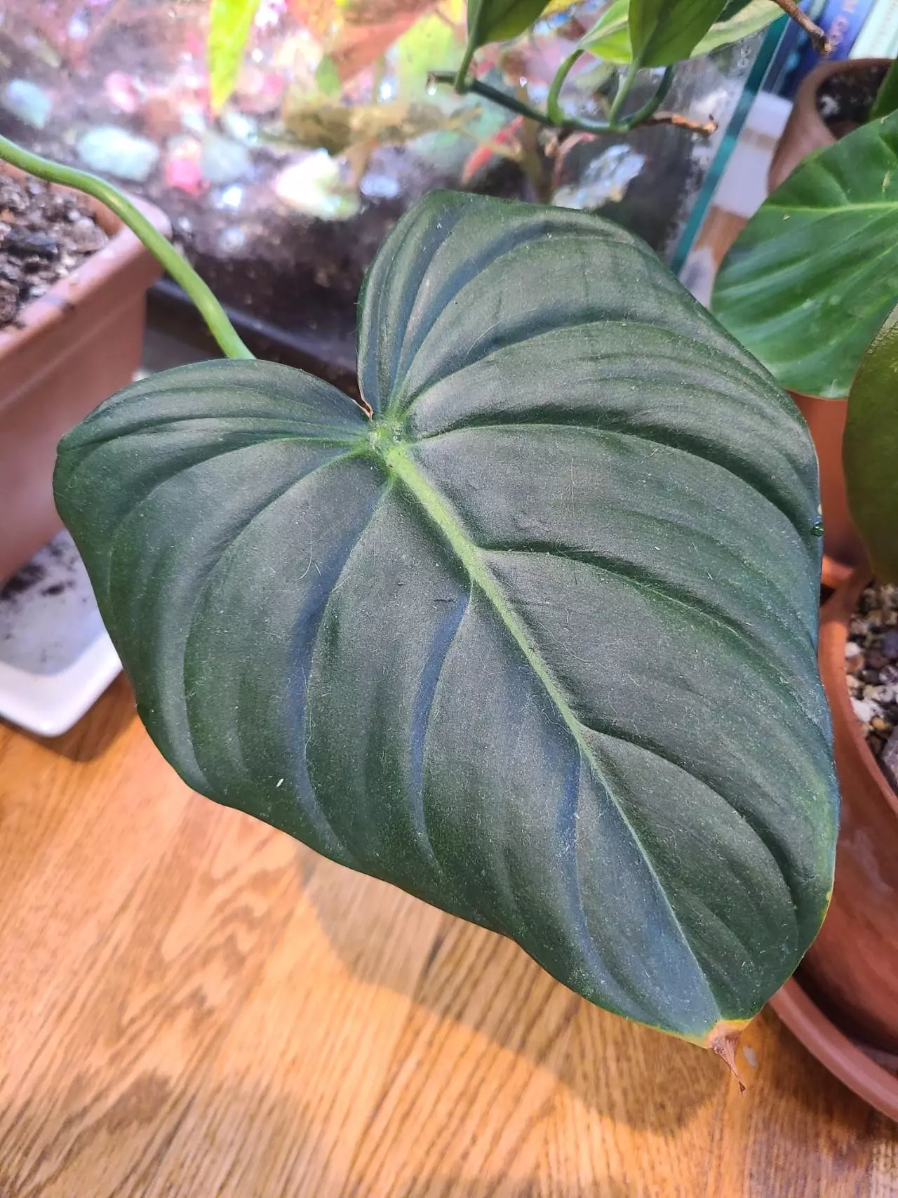 plant/Shipping upgrade-0