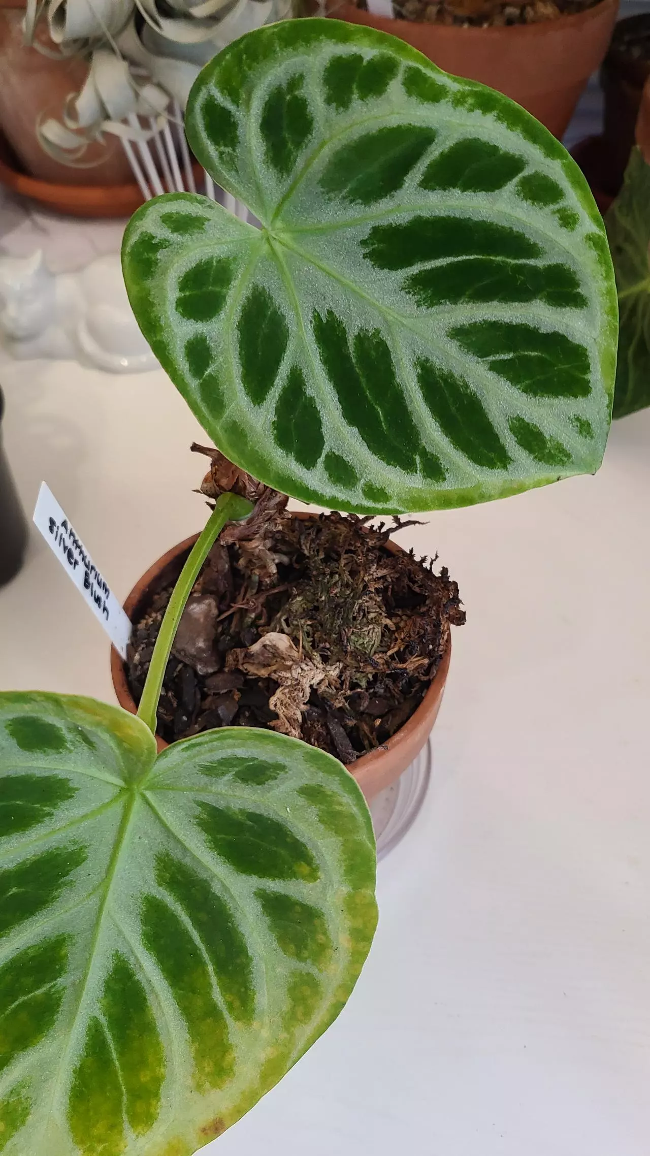 plant/Anthurium silver blush-0