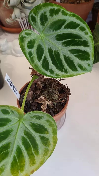 plant/Anthurium silver blush-0-thumbnail