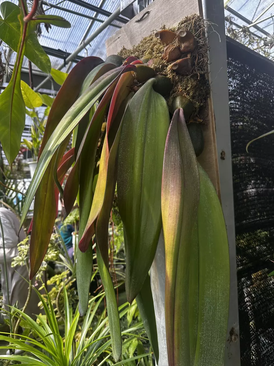 plant/Additional Shipping Charge-0