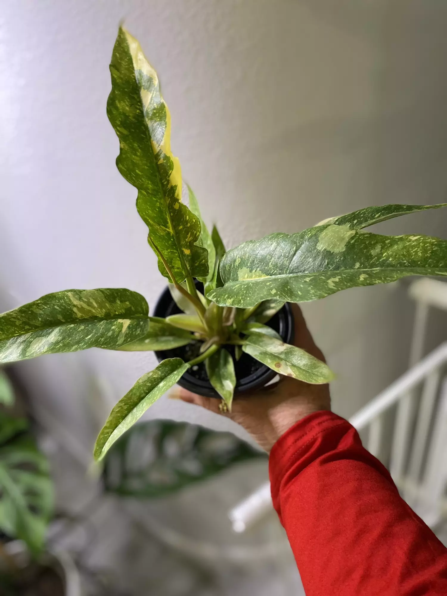 plant/Philodendron Ring of Fire-1