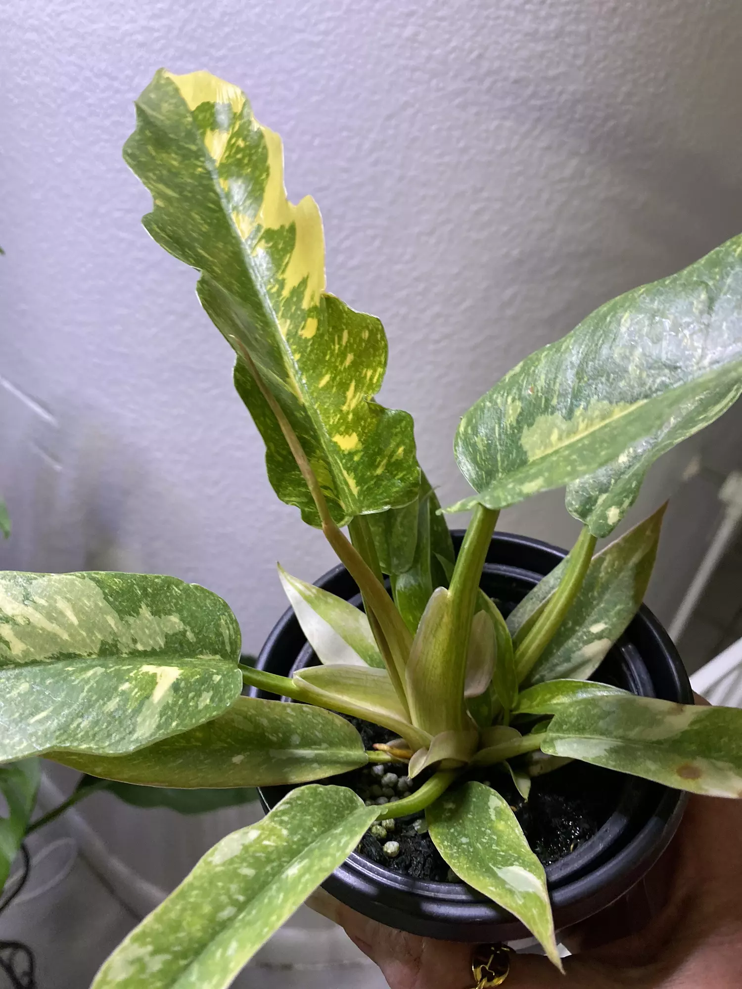 plant/Philodendron Ring of Fire-0