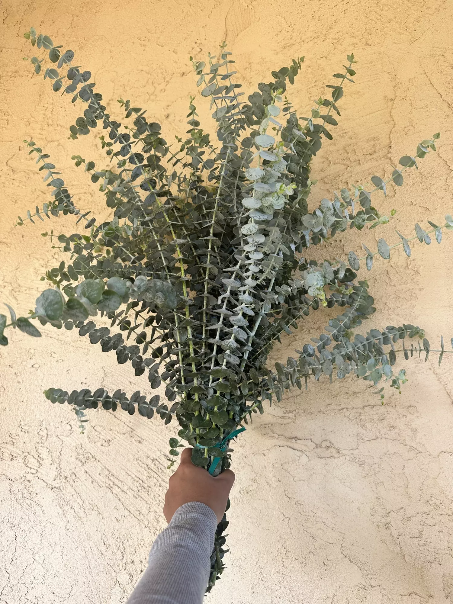 plant/Baby Blue Eucalyptus Bundle-0