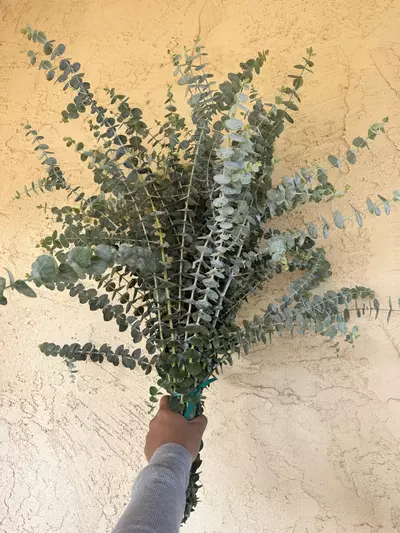 plant/Baby Blue Eucalyptus Bundle-0-thumbnail