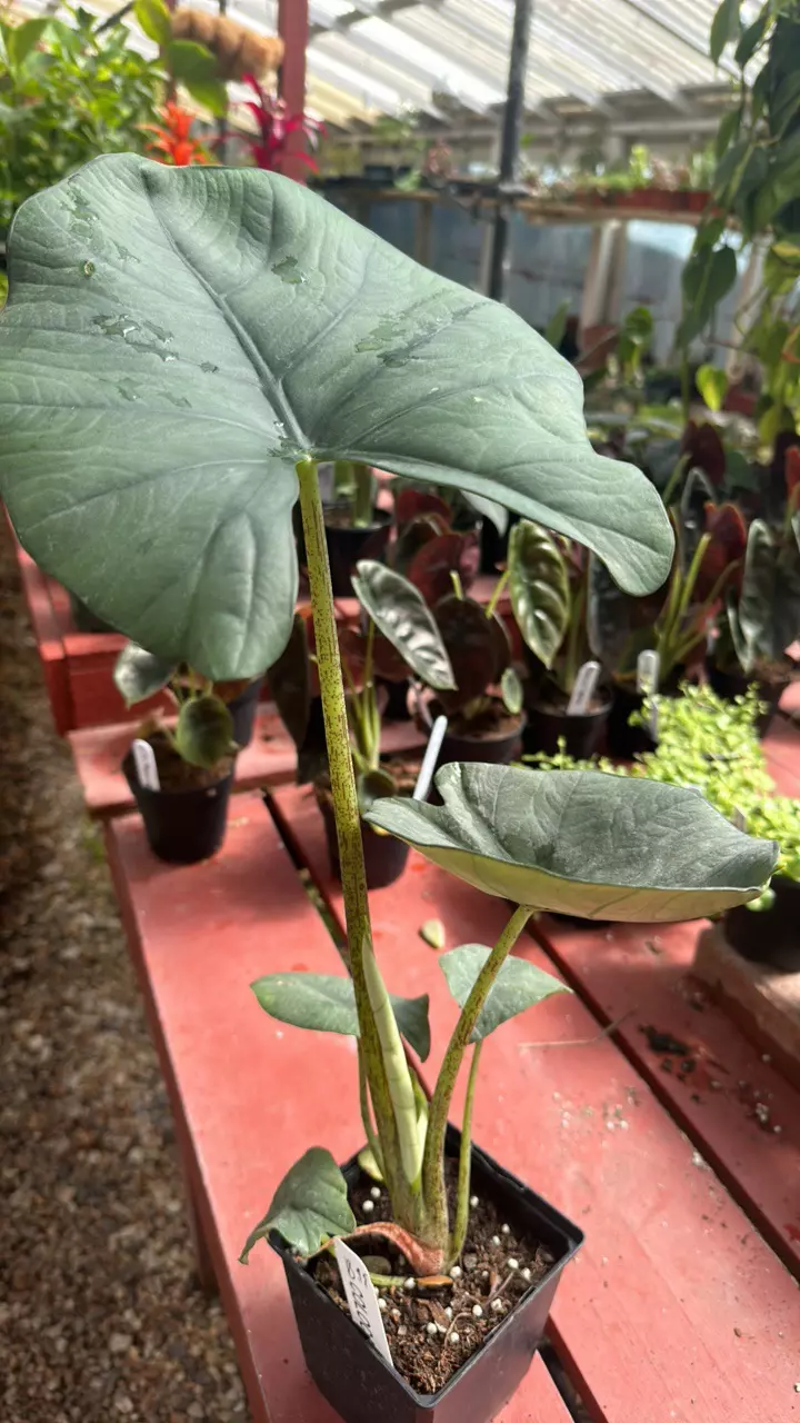 plant/Colocasia-0