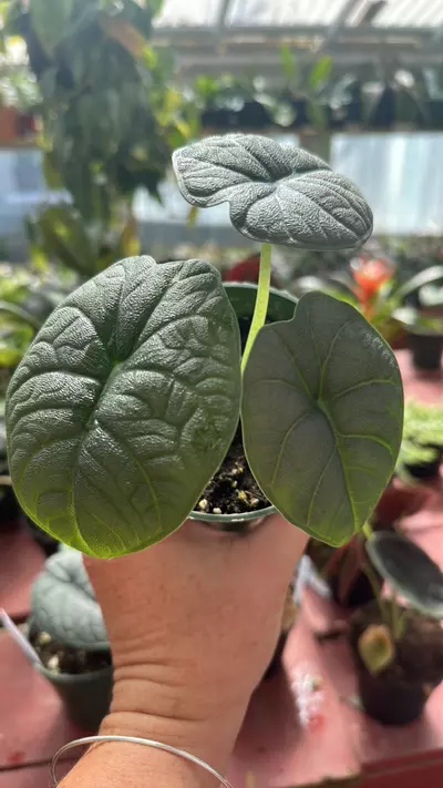 plant/Alocasia melo-0-thumbnail