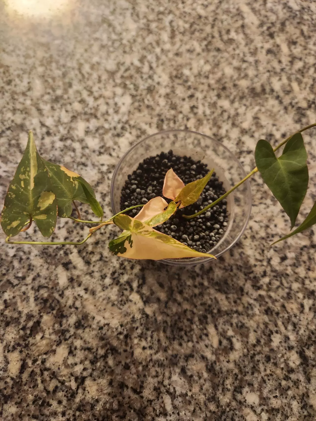 plant/Fallopia multiflora variegated rooted cutting-1