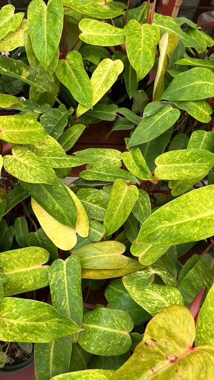 plant/Philodendron-0