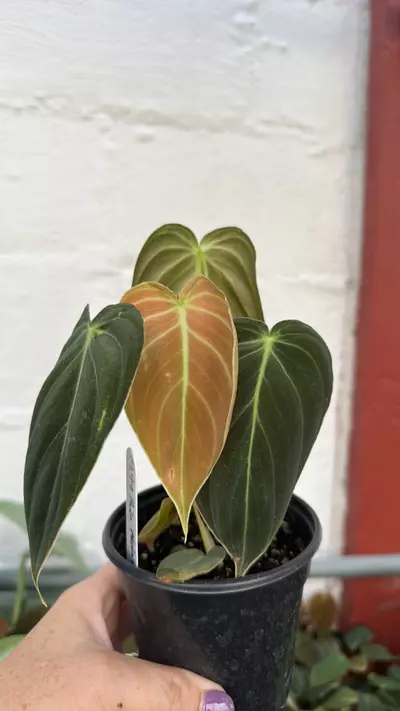 plant/Philodendron-0-thumbnail