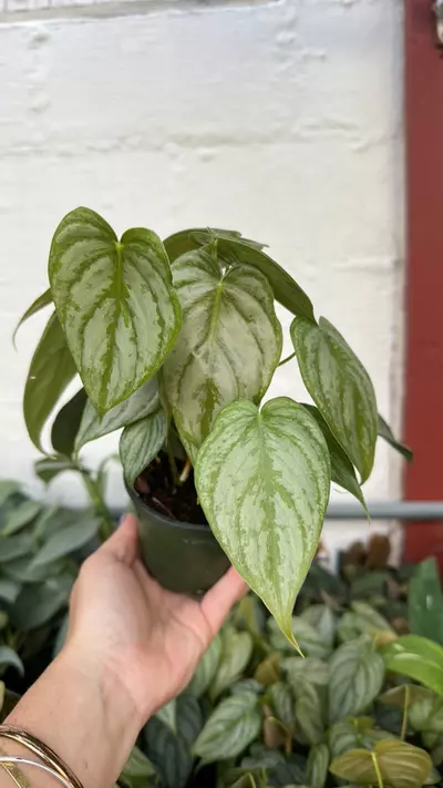 plant/Philodendron-0-thumbnail