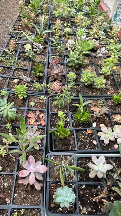 plant/Med succulent mystery box-0-thumbnail