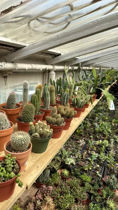 plant/Med Cactus mystery box-0-thumbnail