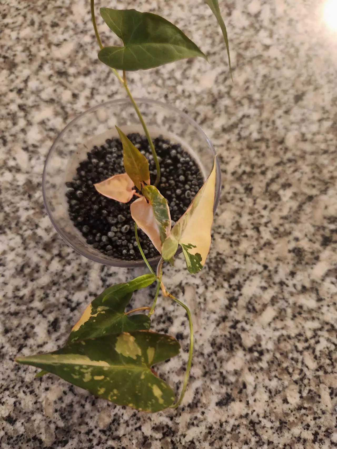 plant/Fallopia multiflora variegated rooted cutting-5