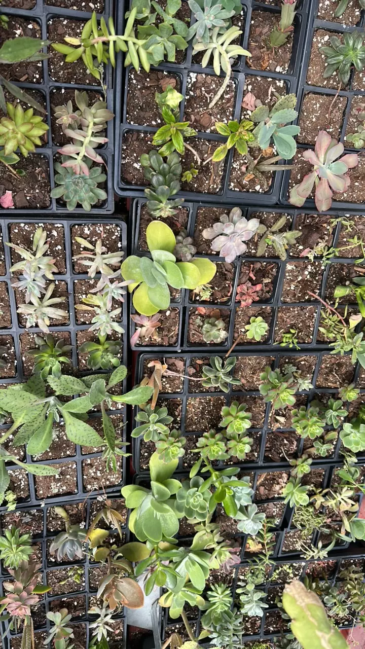 plant/Med succulent mystery box-1