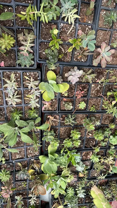 plant/Med succulent mystery box-1-thumbnail