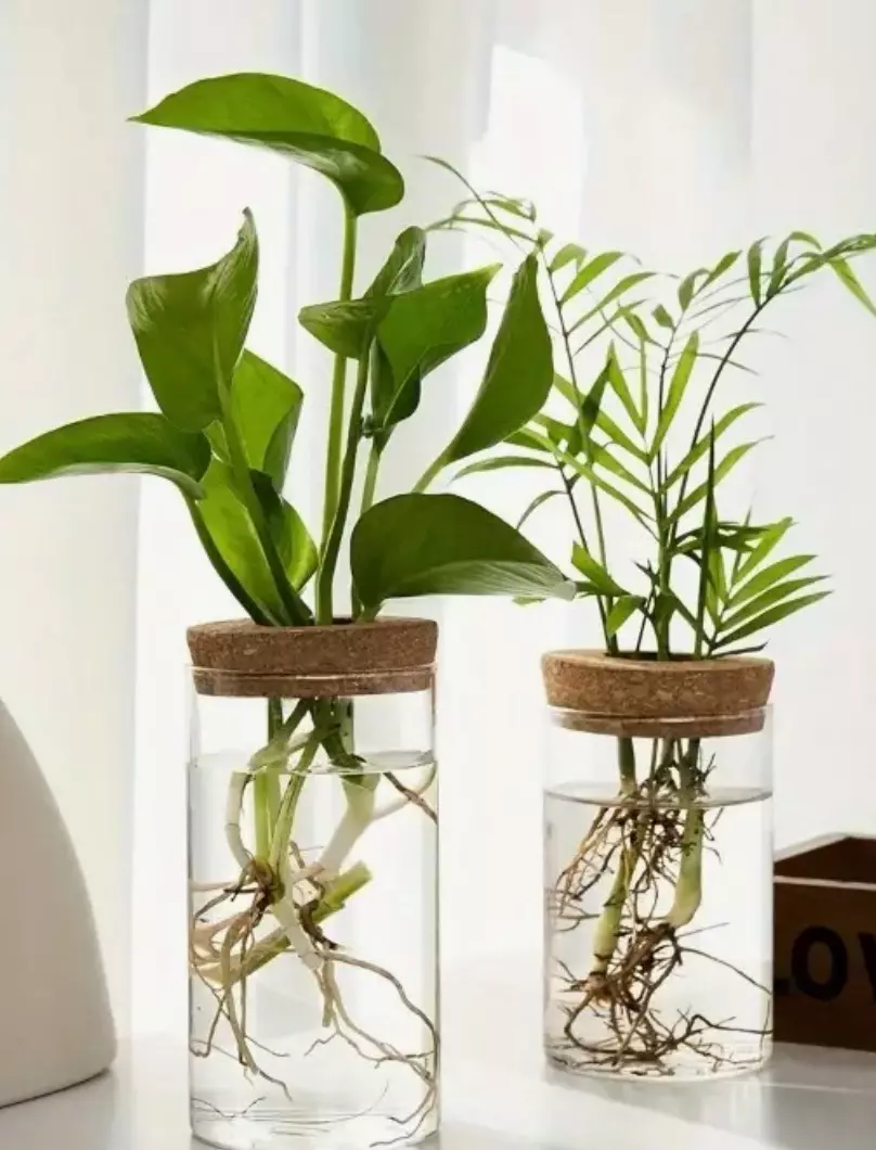 plant/Propagation glass set buy 2 get one free! -0