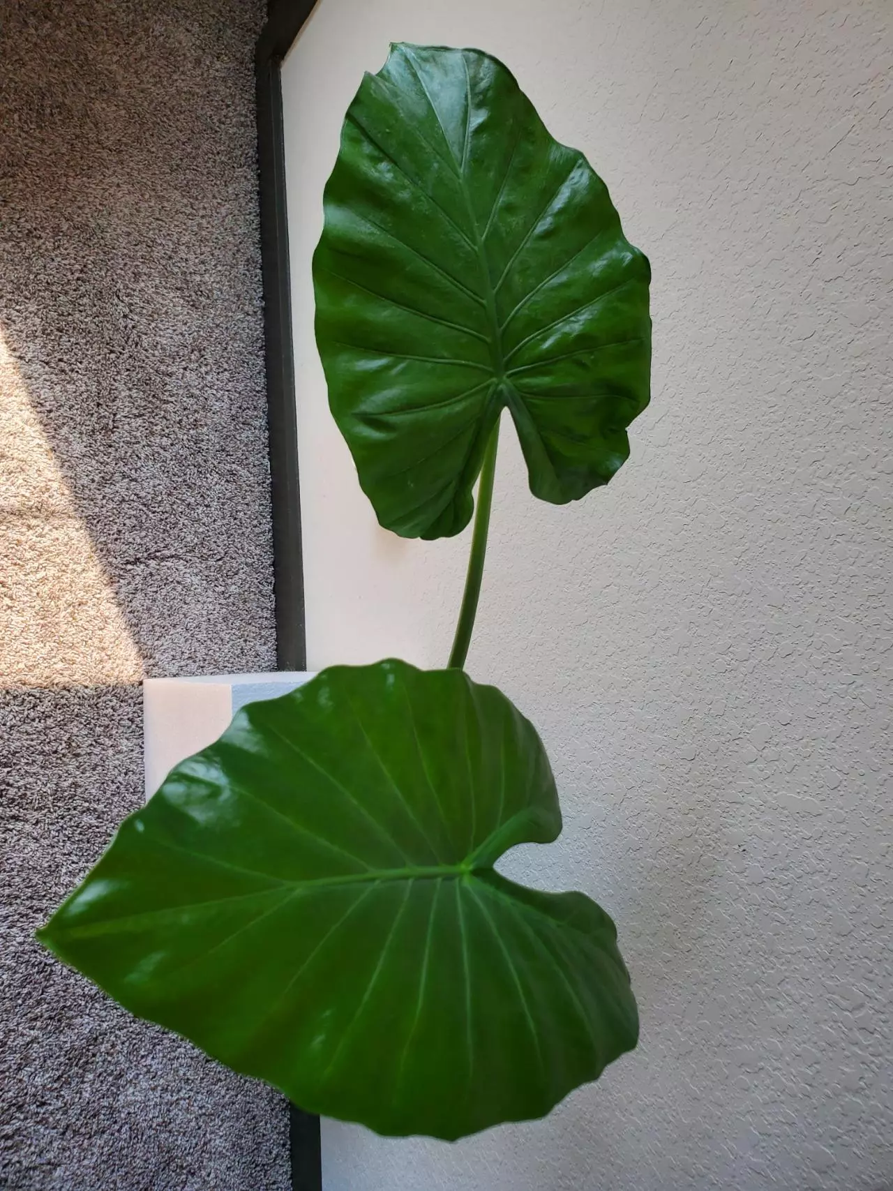 plant/Alocasia Odora Elephant Ear-0