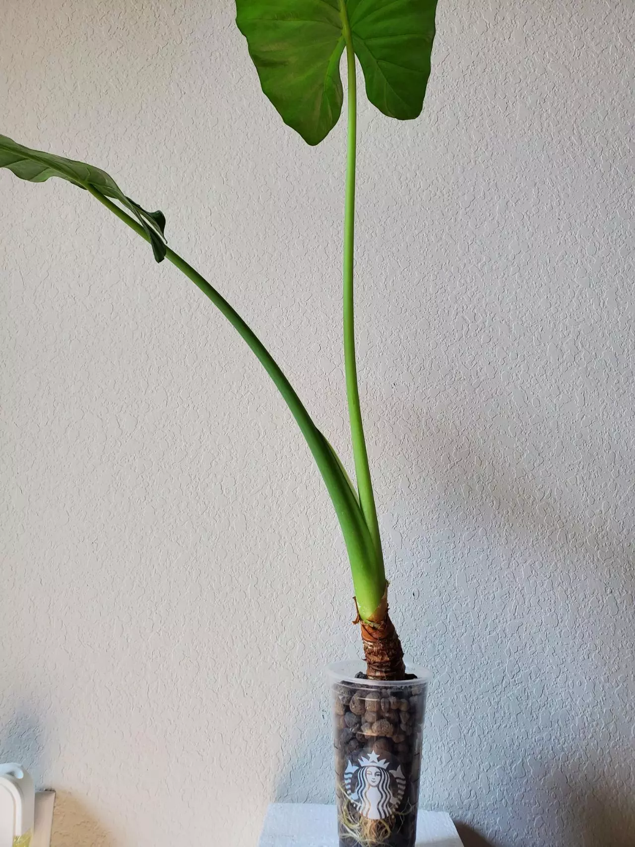 plant/Alocasia Odora Elephant Ear-1