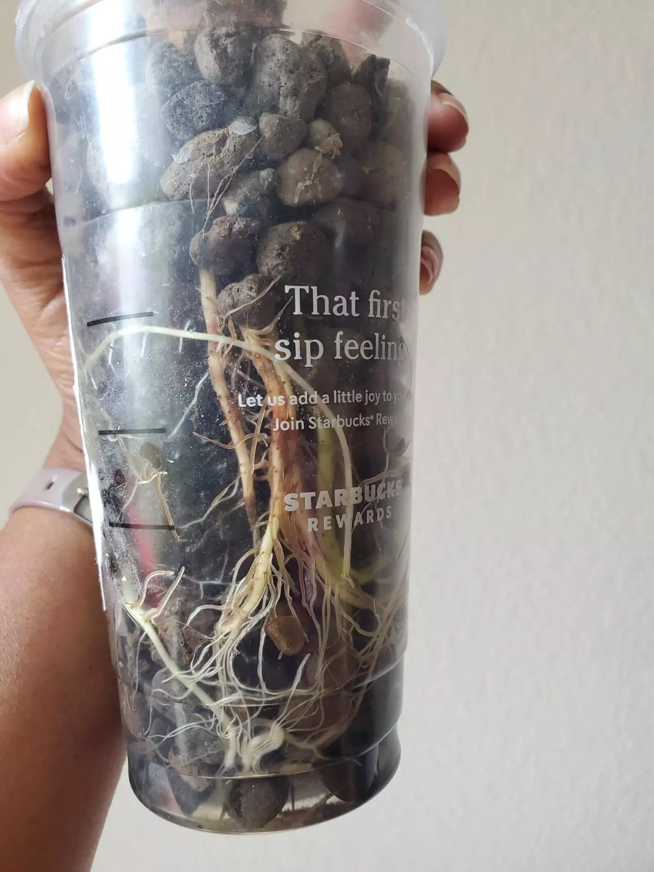 plant/Alocasia Odora Elephant Ear-3