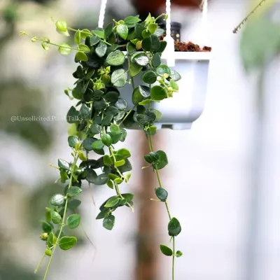 plant/Small Hanging Pot (pack of 20)-2-thumbnail