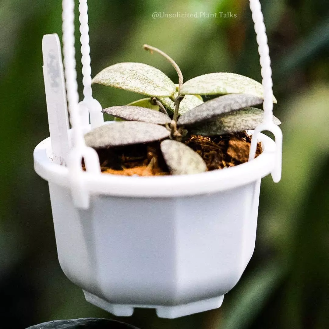 plant/Small Hanging Pot (pack of 20)-0