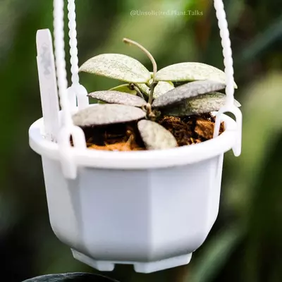 plant/Small Hanging Pot (pack of 20)-0-thumbnail