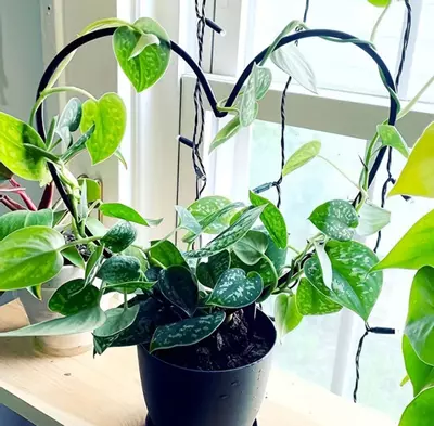 plant/Heart trellis-0-thumbnail