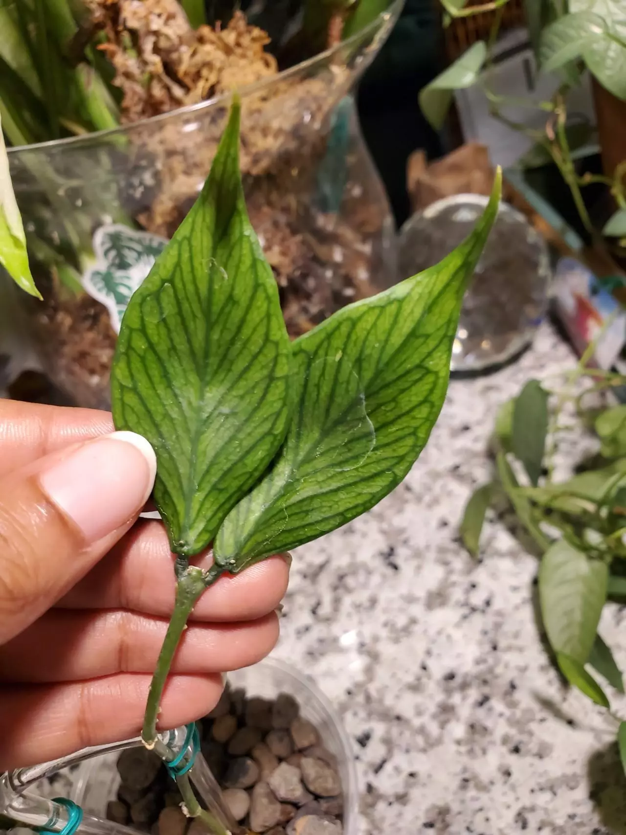 plant/Hoya Polyneura-3