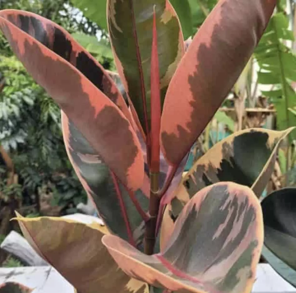 plant/Pink rubber tree-0