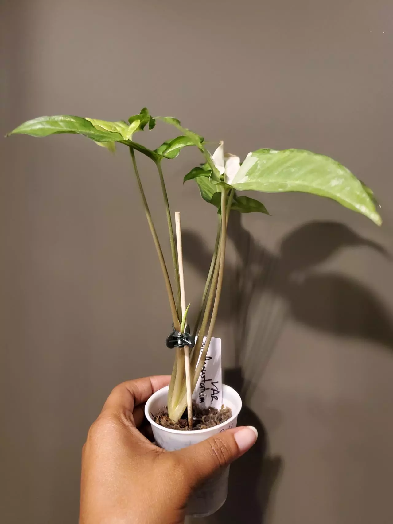 plant/Syngonium Angustatum Variegated-1