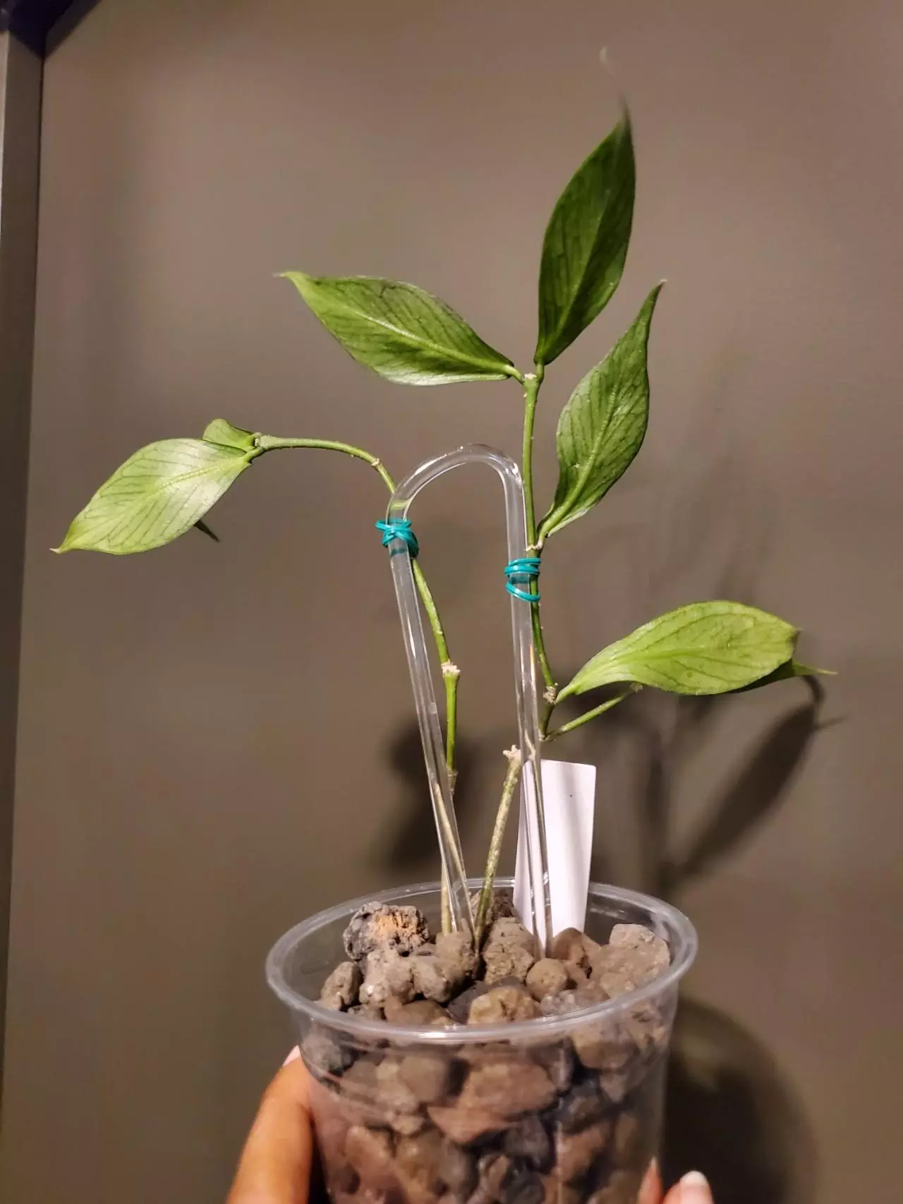 plant/Hoya Polyneura-1