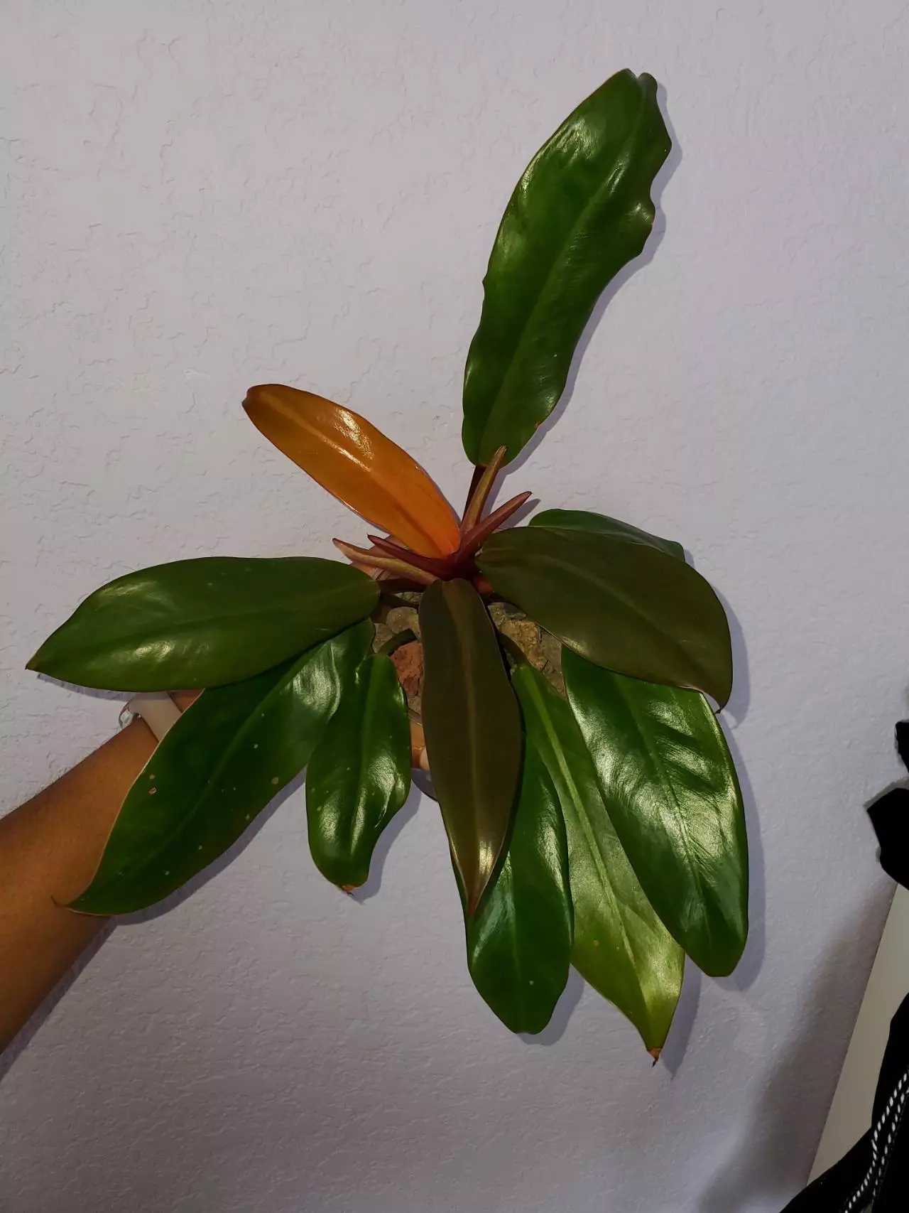 plant/Philodendron McColleys Finale-1