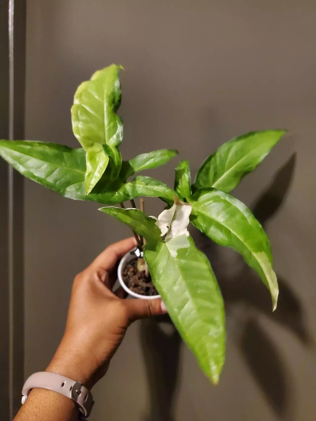 plant/Syngonium Angustatum Variegated-0