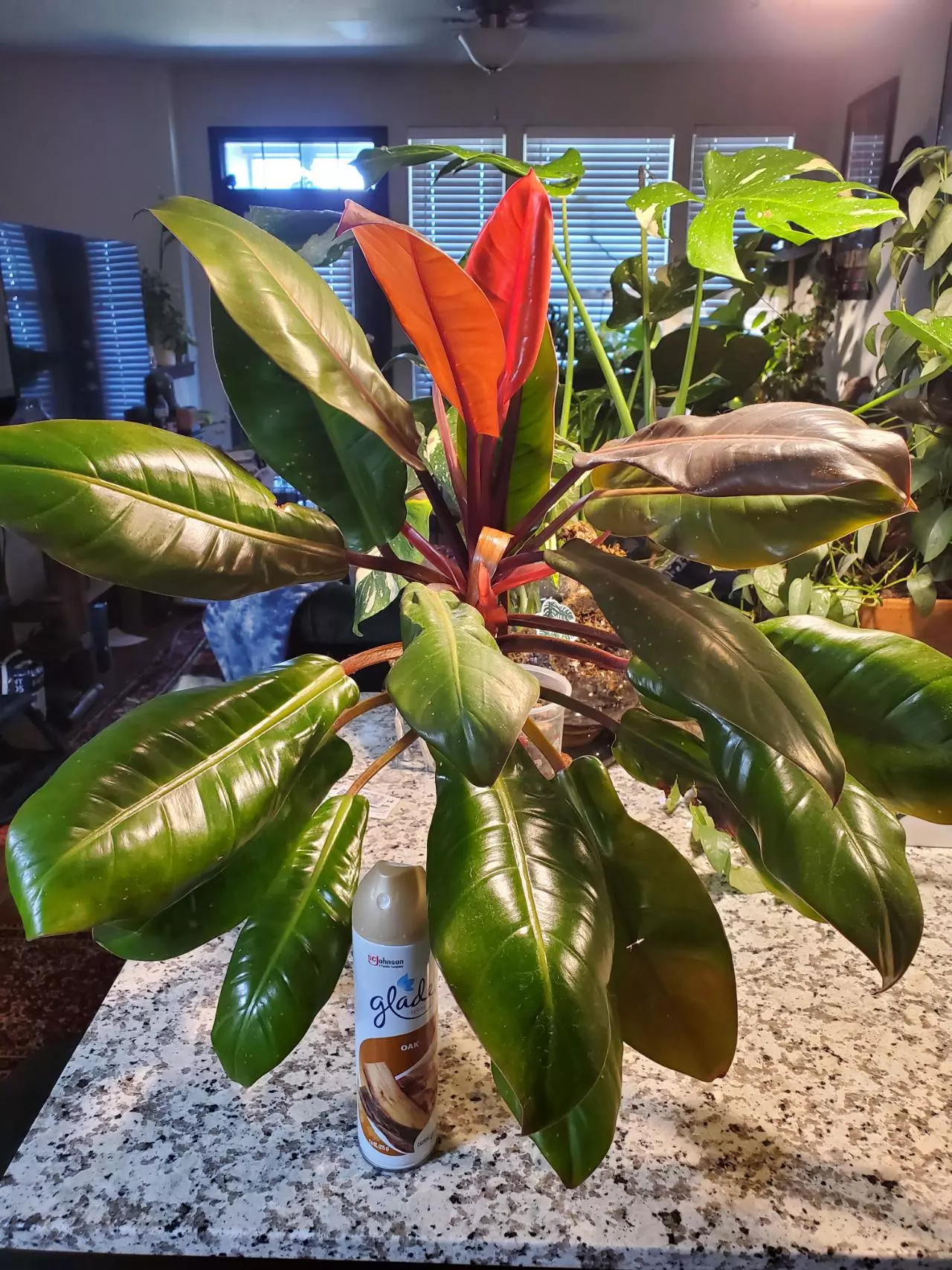 plant/Philodendron McColleys Finale-3