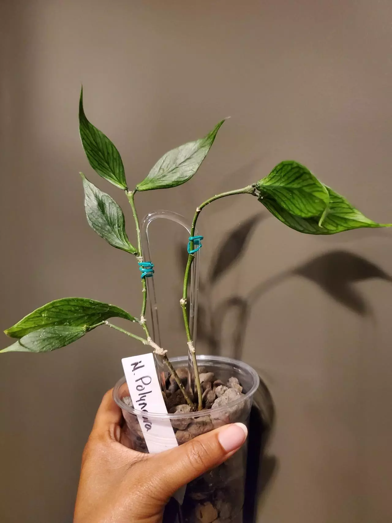 plant/Hoya Polyneura-0