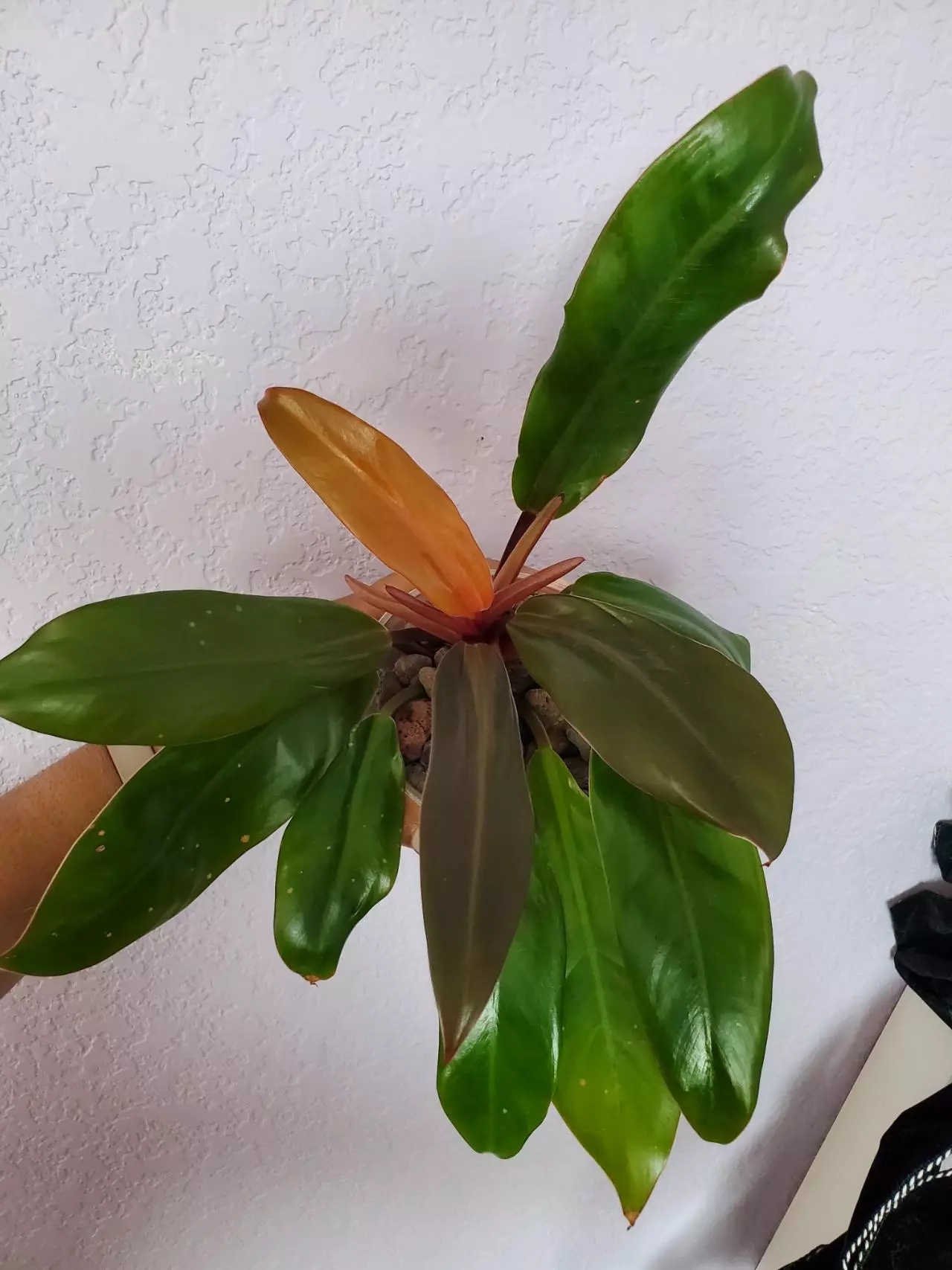 plant/Philodendron McColleys Finale-0