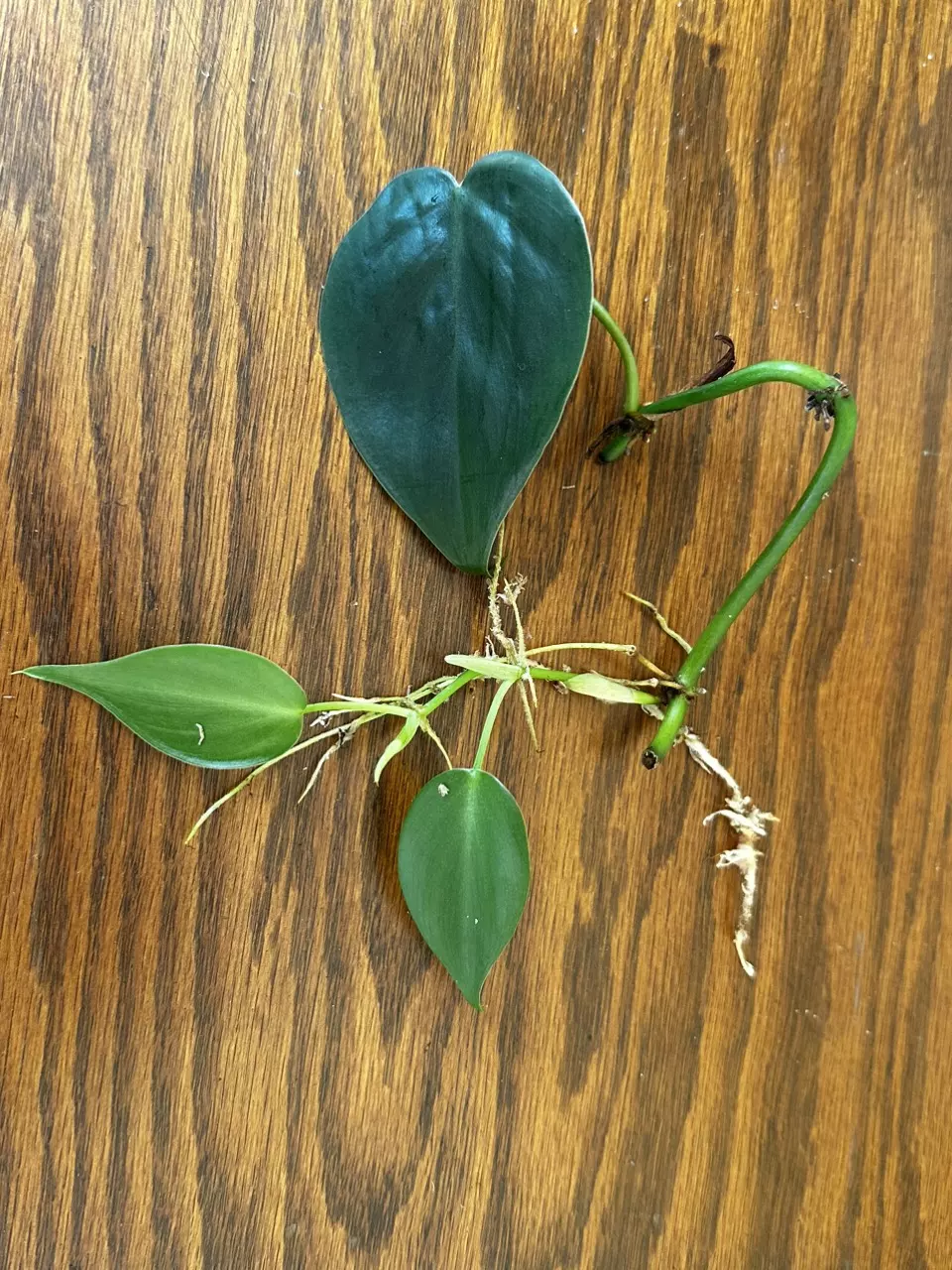 plant/Heartleaf Philodendron cuttings-0