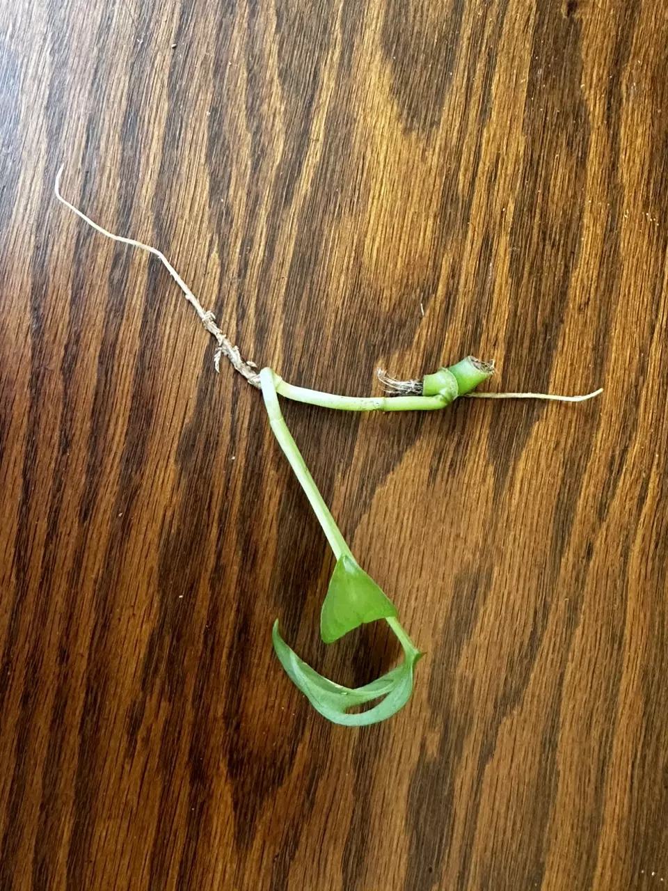 plant/Monstera Adansonii cuttings-1