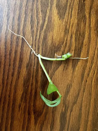 plant/Monstera Adansonii cuttings-1-thumbnail