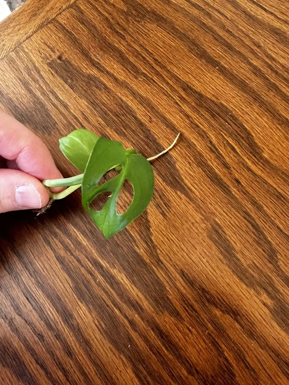 plant/Monstera Adansonii cuttings-0