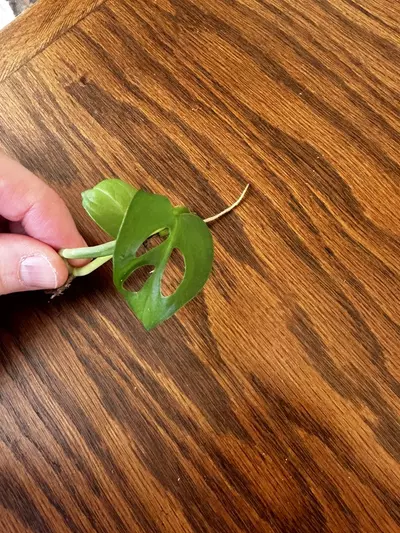 plant/Monstera Adansonii cuttings-0-thumbnail