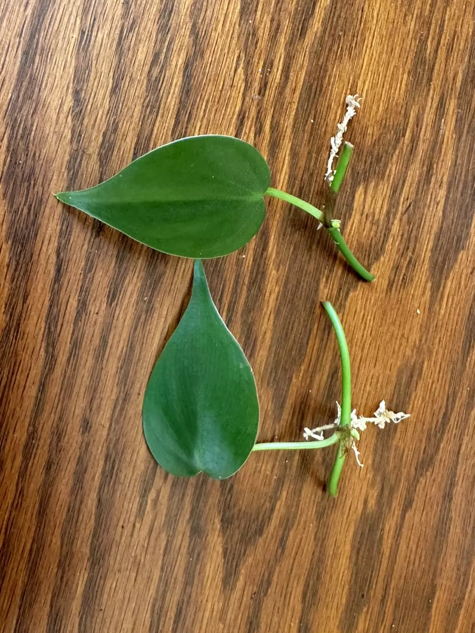 plant/Heartleaf Philodendron cuttings-5