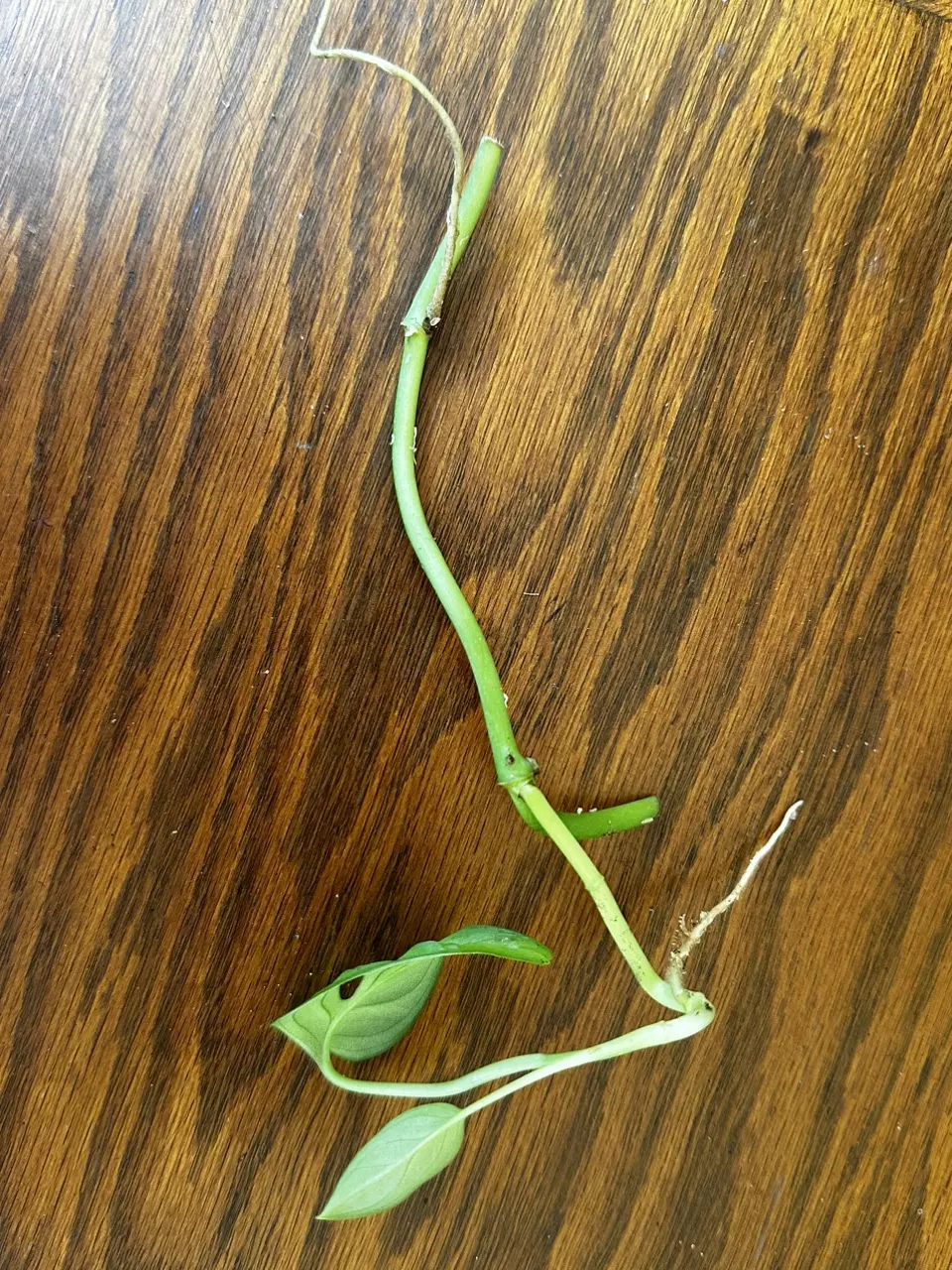 plant/Monstera Adansonii cuttings-3