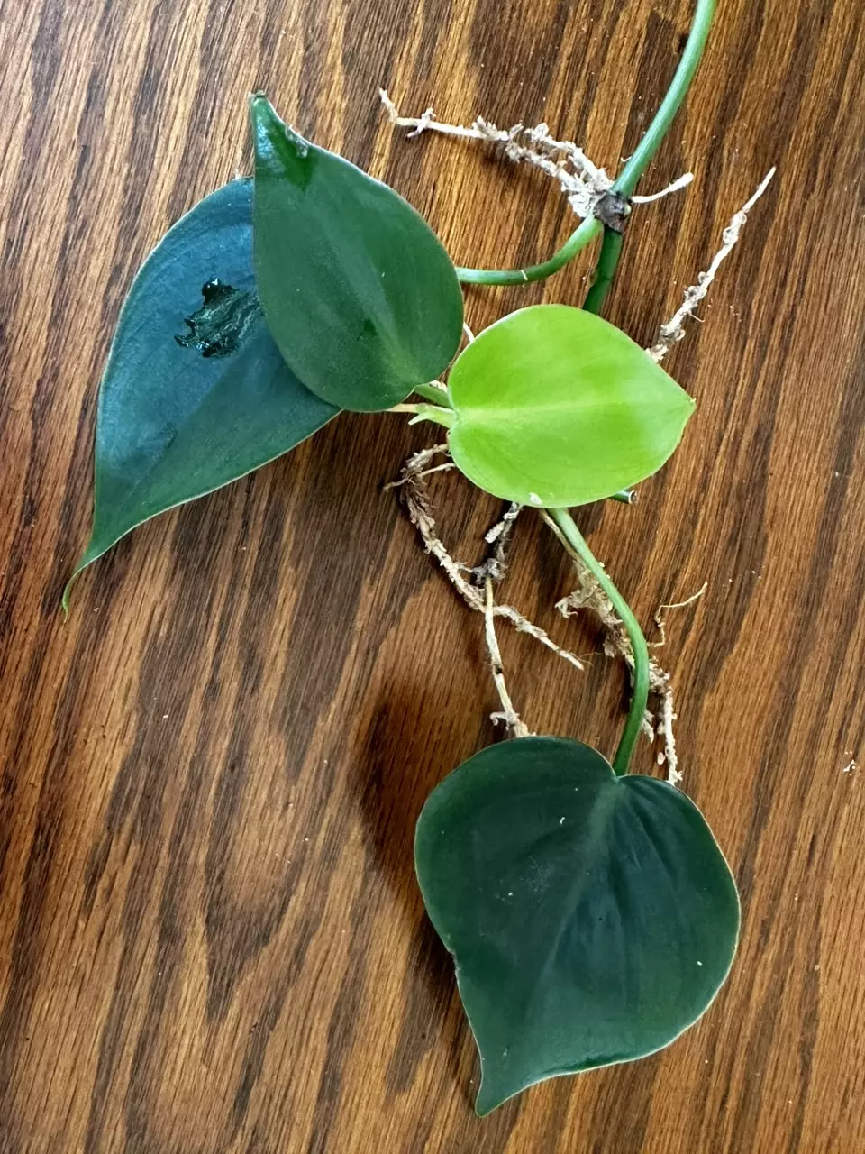plant/Heartleaf Philodendron cuttings-1