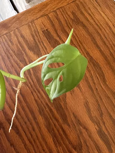 plant/Monstera Adansonii cuttings-2-thumbnail