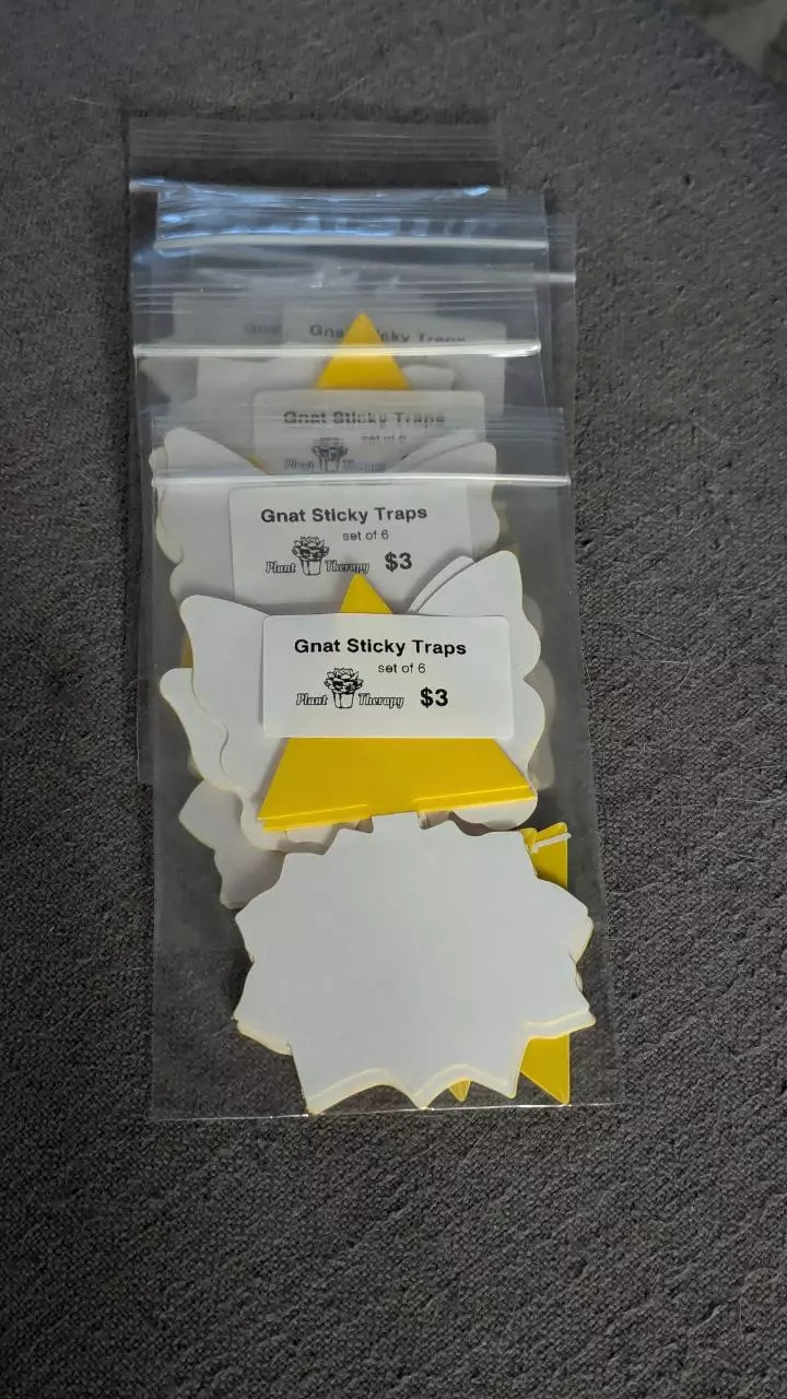 plant/6 packs Gnat Sticky Traps-1