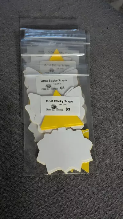 plant/6 packs Gnat Sticky Traps-1-thumbnail